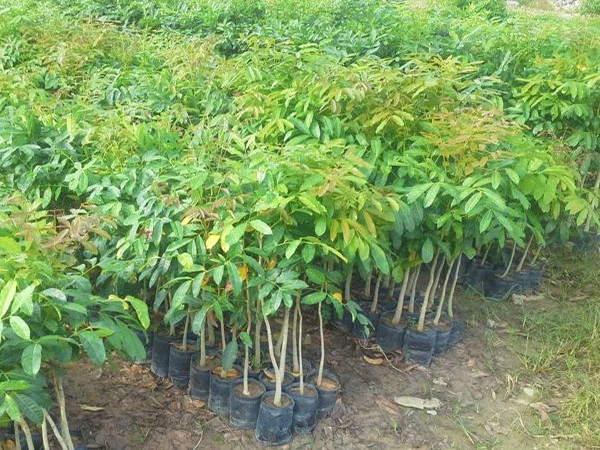 Cây Xà Cừ Giống
