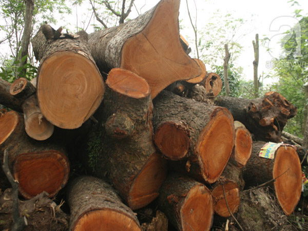 Cây Xà Cừ Giống