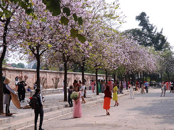 Cây Hoa Ban Trắng Tây Bắc