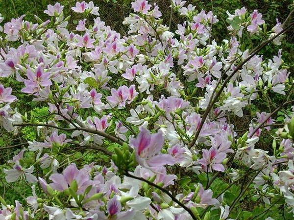 Cây Hoa Ban Trắng Tây Bắc