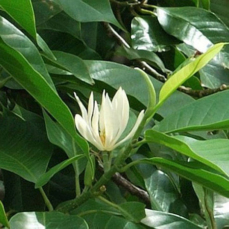 Giống cây hoa ngọc lan