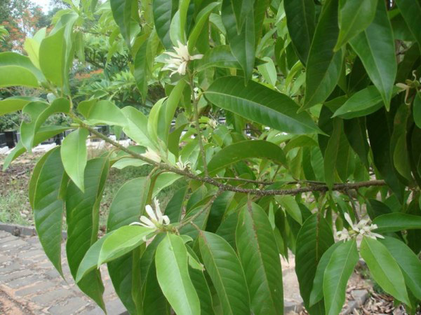 cây hoa ngọc lan