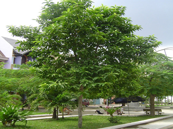 cây hoa ngọc lan