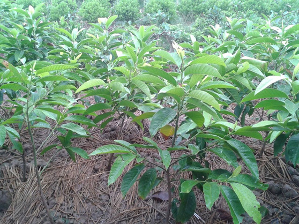 Vườn Ươm Cây Ngọc Lan Giống