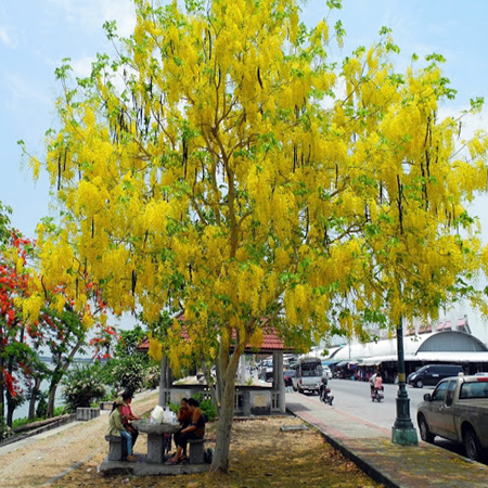 Giống cây muồng Hoàng Yến
