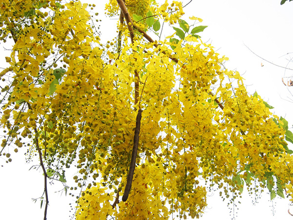 Cây Muồng Hoàng Yến Giống