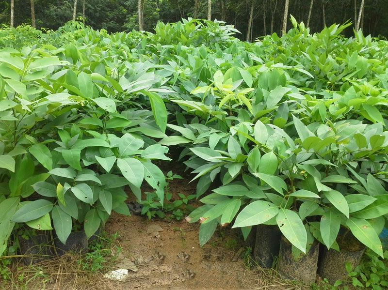 Cây Muồng Hoàng Yến Giống