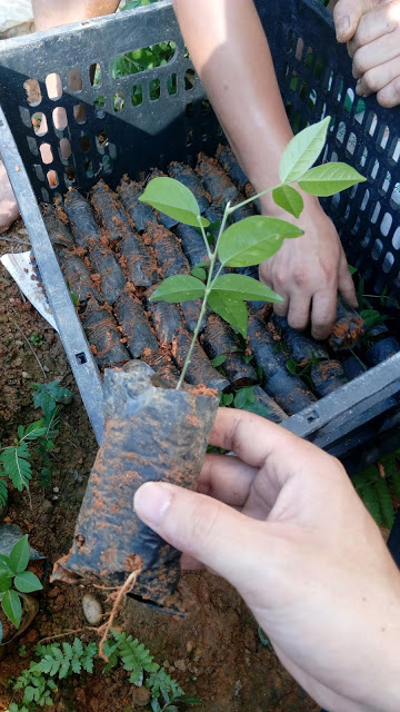 Giống cây cát sâm