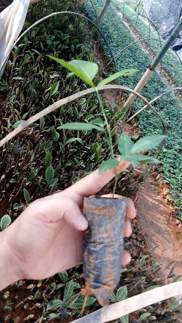 Giống cây cát sâm