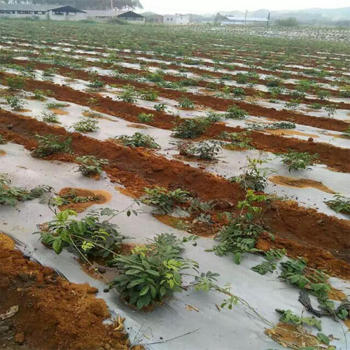 Giống cây cát sâm