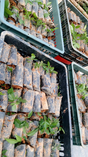 Giống cây cát sâm