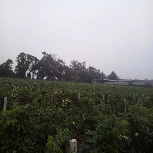 Giống cây cát sâm
