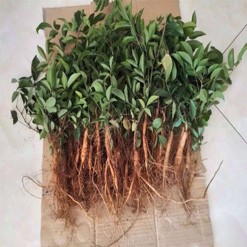 Giống cây cát sâm