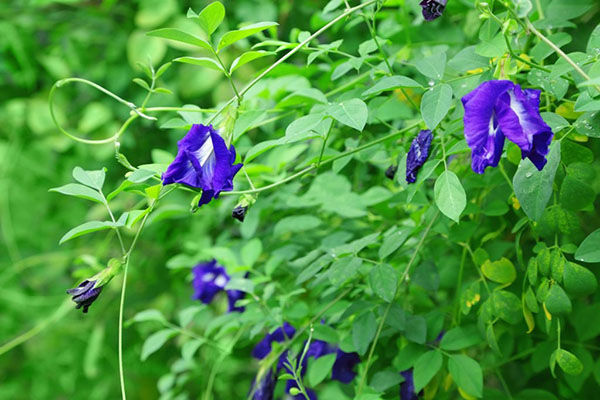 Giống cây đậu biếc