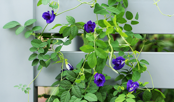 Giống cây đậu biếc