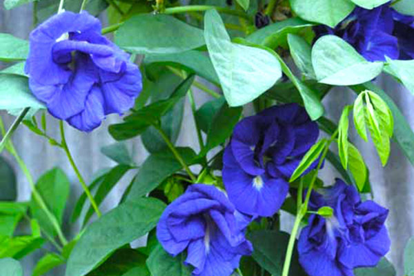 Giống cây đậu biếc