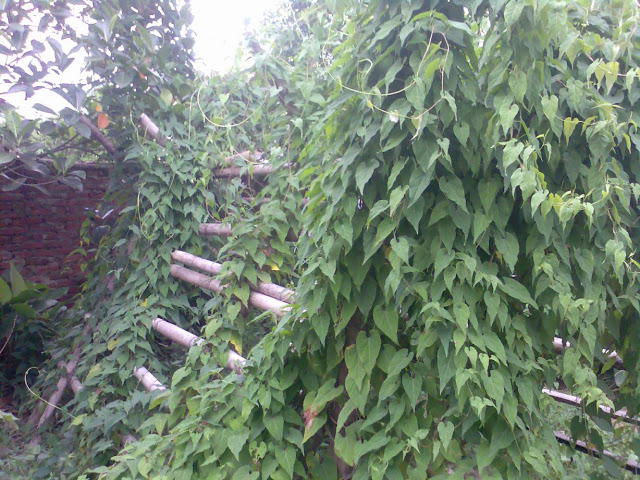 Cây hà thủ ô giống