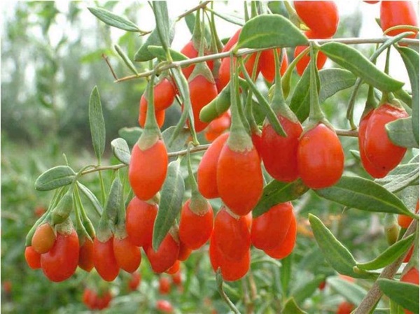 Giống cây kỳ tử