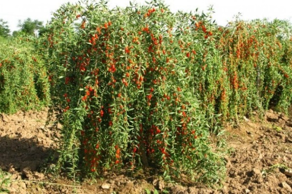 Giống cây kỳ tử