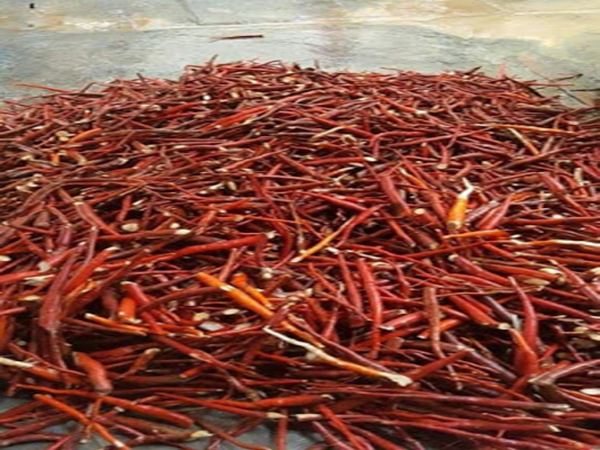 Giống cây sâm cau