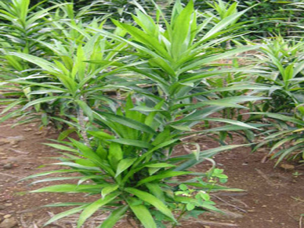 Giống cây sâm cau
