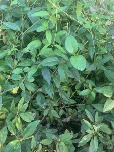 Giống cây thìa canh