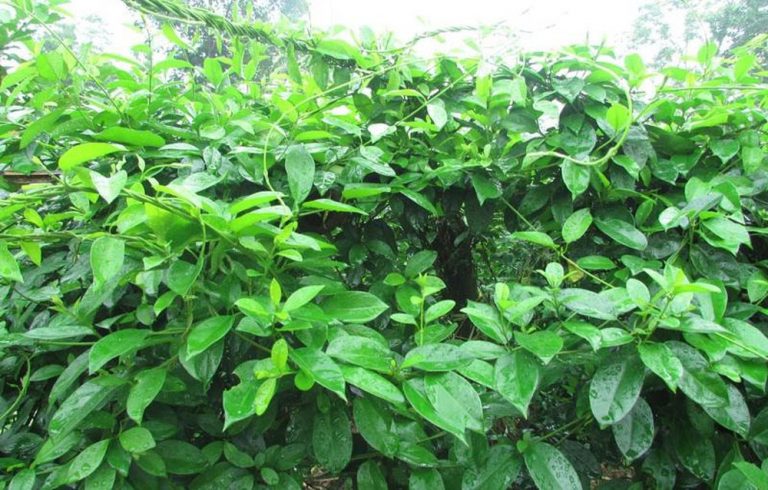 Giống cây thìa canh