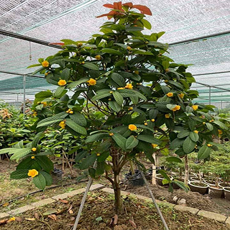 Cây giống trà hoa vàng