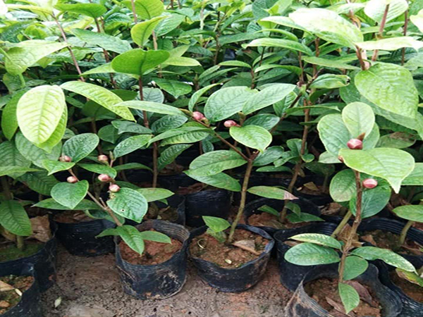 Cây giống trà hoa vàng