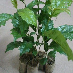 Giống cây xạ đen