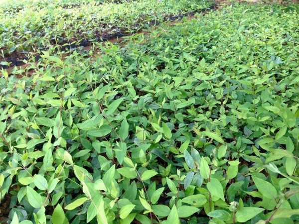 Giống cây kim ngân hoa