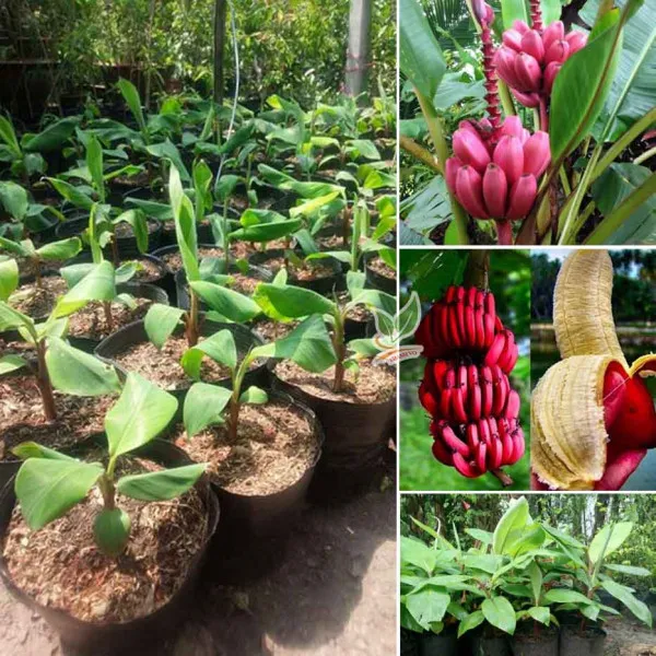 Giống Chuối đỏ dacca
