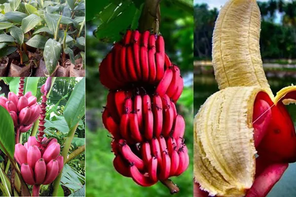 Giống Chuối đỏ dacca